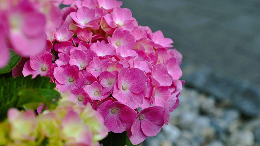 img_Tobb_mint_70_ezer_hagymas_es_vagott_virag_erkezett_a_Szent_Peter_terre-2