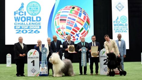Magyar tulajdonú bobtail lett a világ legszebb kutyája