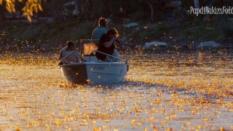 Megkezdődött a Tisza virágzása