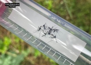 Kutatás: a szúnyoggyérítés a beporzó rovarokat is jelentősen érinti