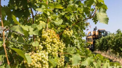 Megkezdődött a szüret a Dél-Balatonon: hódíthatnak az „alkoholmentes borok”