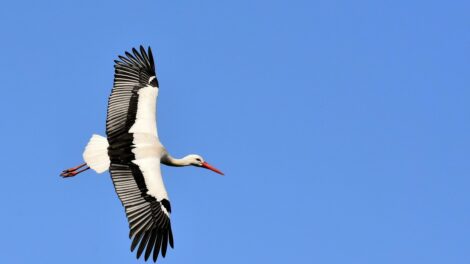 A klímaváltozás átírja a vonuló madarak megszokott naptárát
