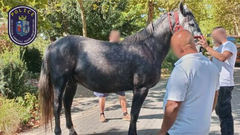 Elszabadult lovak sodortak el két gyalogost Kiskunfélegyházán