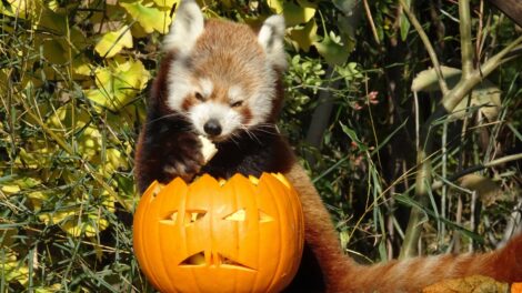 Halloween a fővárosi állatkertben