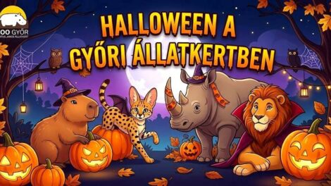 Háromnapos Halloween a Győri Állatkertben